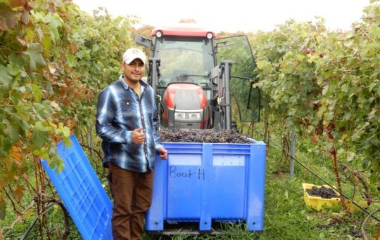 vineyard-3