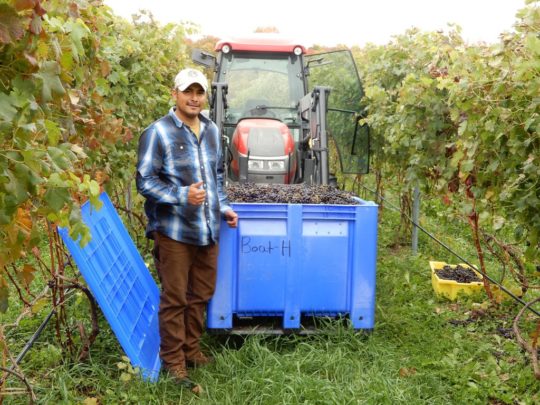vineyard-3