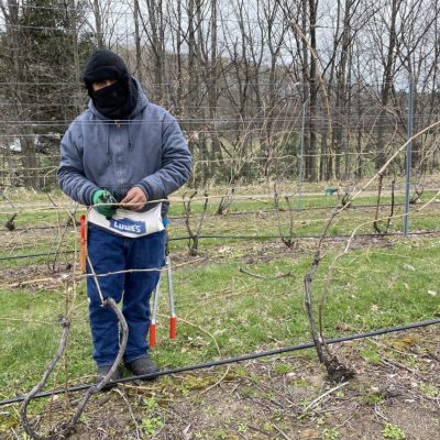 April and May pruning